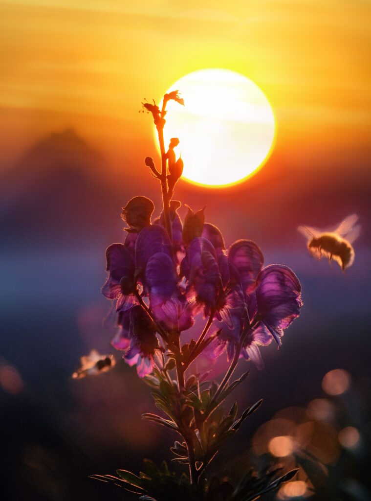 蜜蜂負責為超過25,000種以上的開花植物授粉。(左圖/pexels.com)